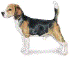 Oddie - OUT!