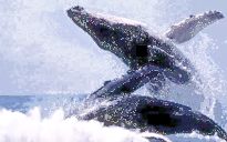 Southern Right Whales